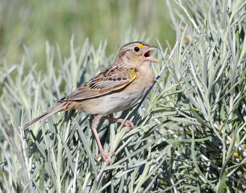 Sparrow, Grasshopper