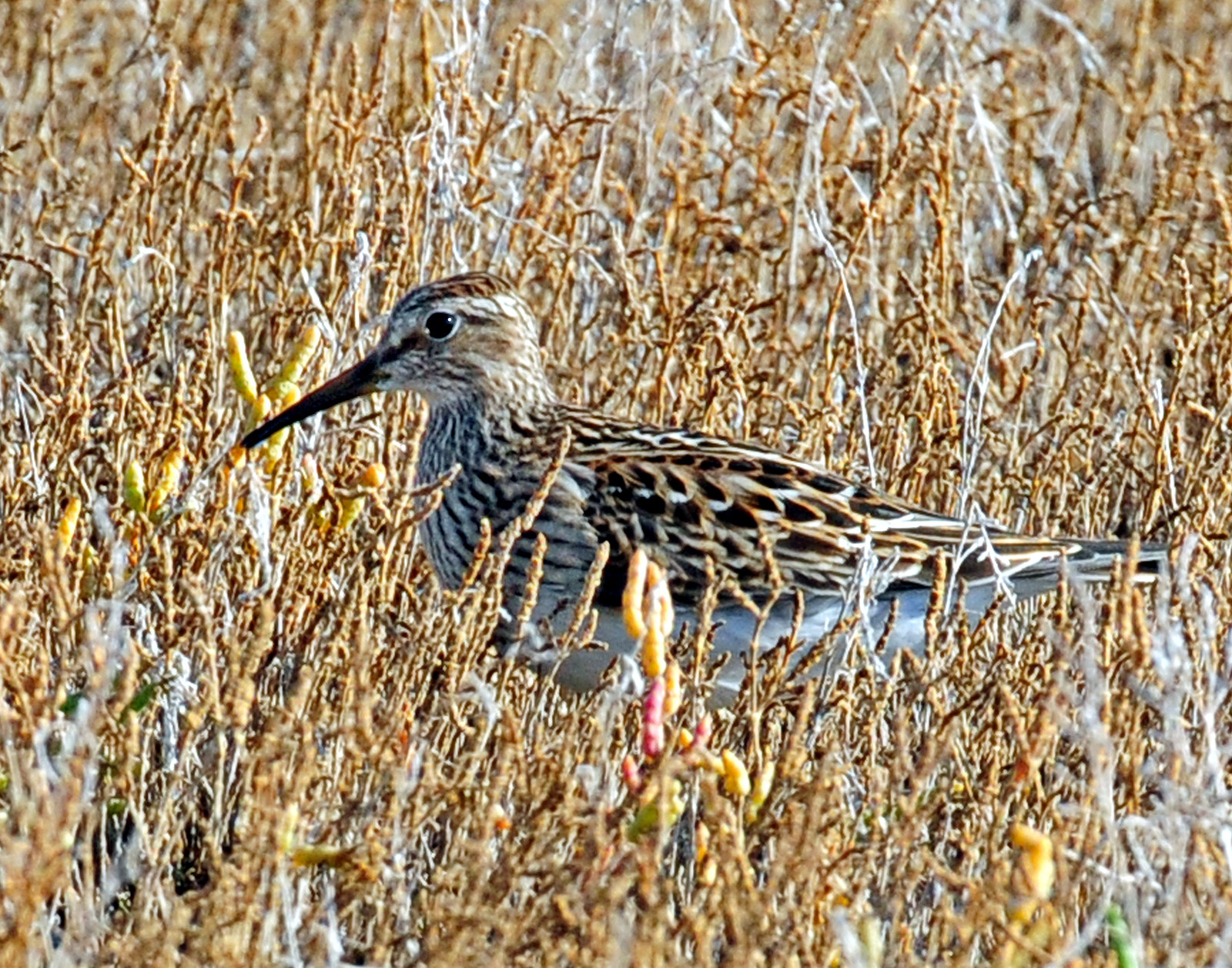 Sandpiper, Pectoral