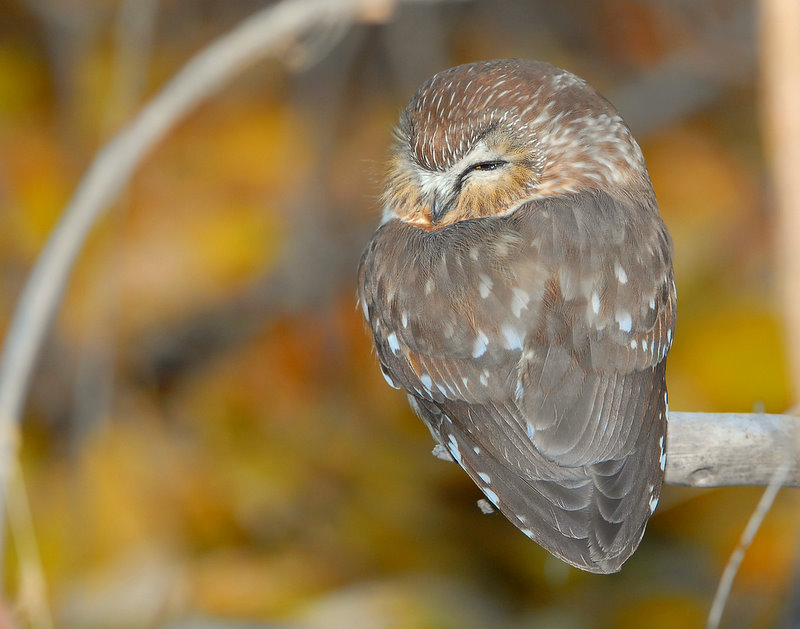Owl Northern Saw-whetD-027.jpg