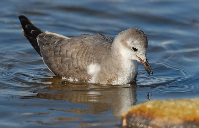 Gull, Sabines