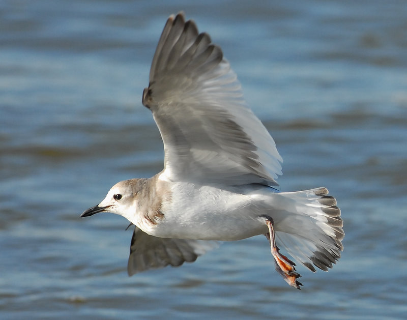 Gull, Sabines