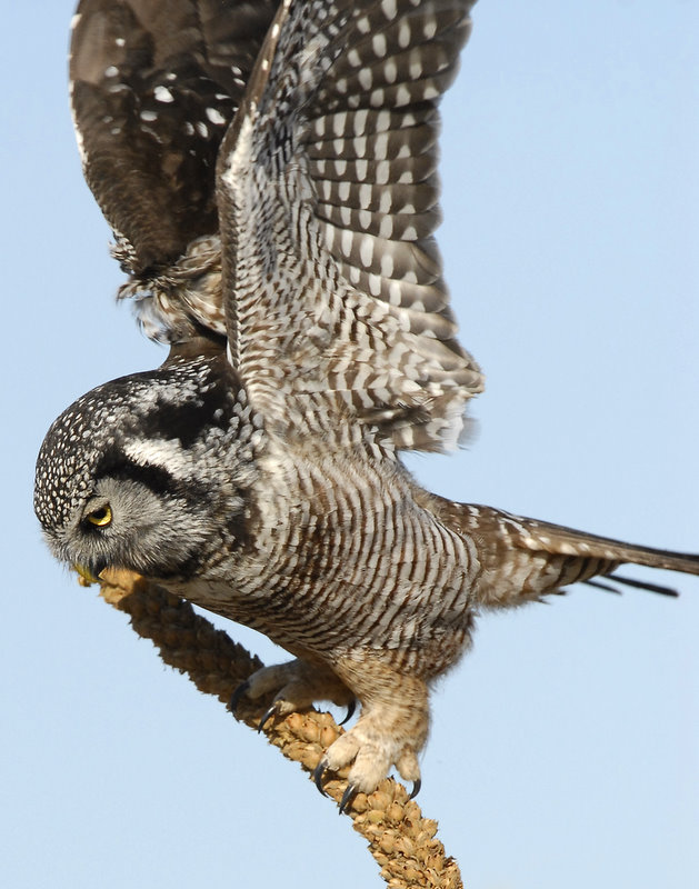 Owl Northern-hawk D-052.jpg