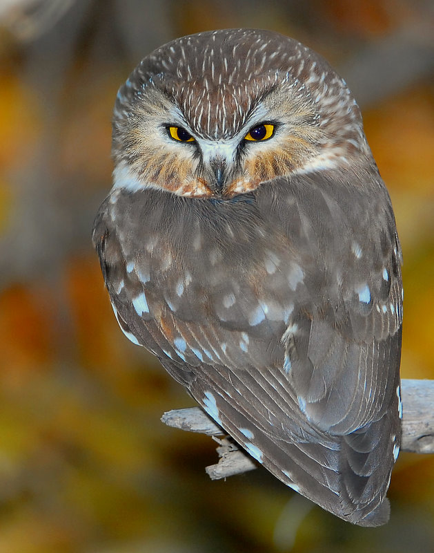 Owl Northern Saw-whetD-27.jpg