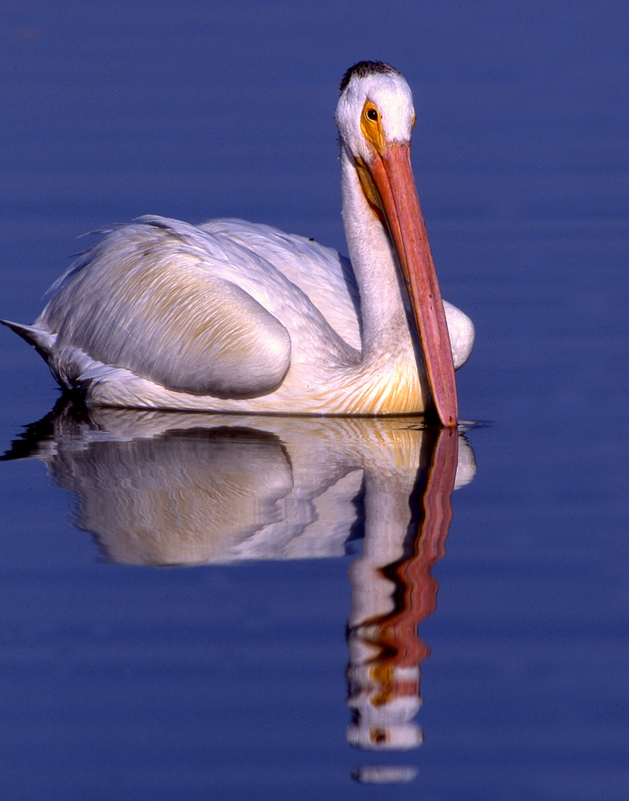 Pelican WhiteS-1185.jpg