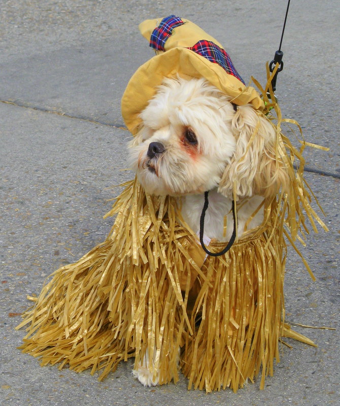 No Sulking at the Scarecrow Festival