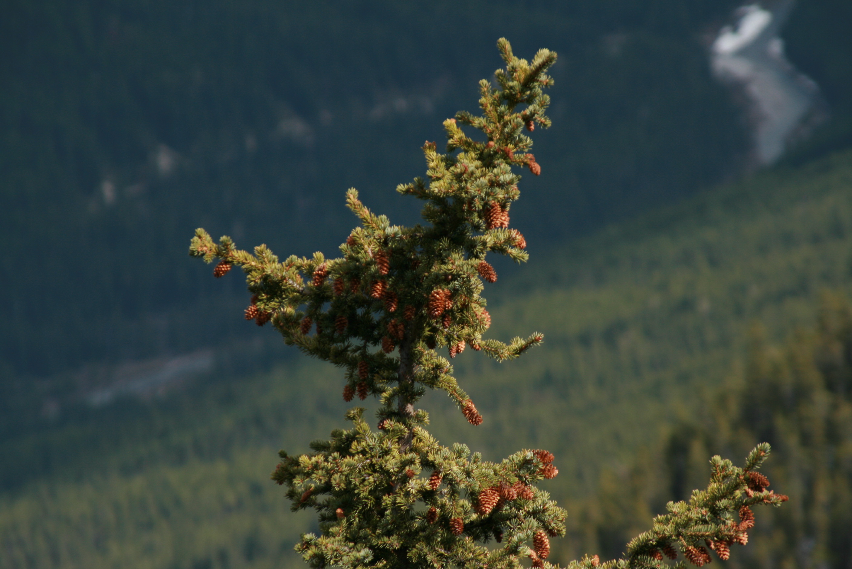 Banff_3820_Tree_Top