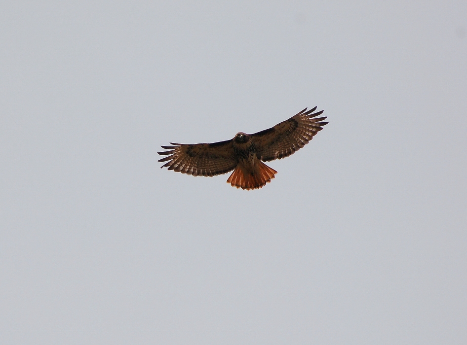 Red-tailed hawks soaring at Primland
