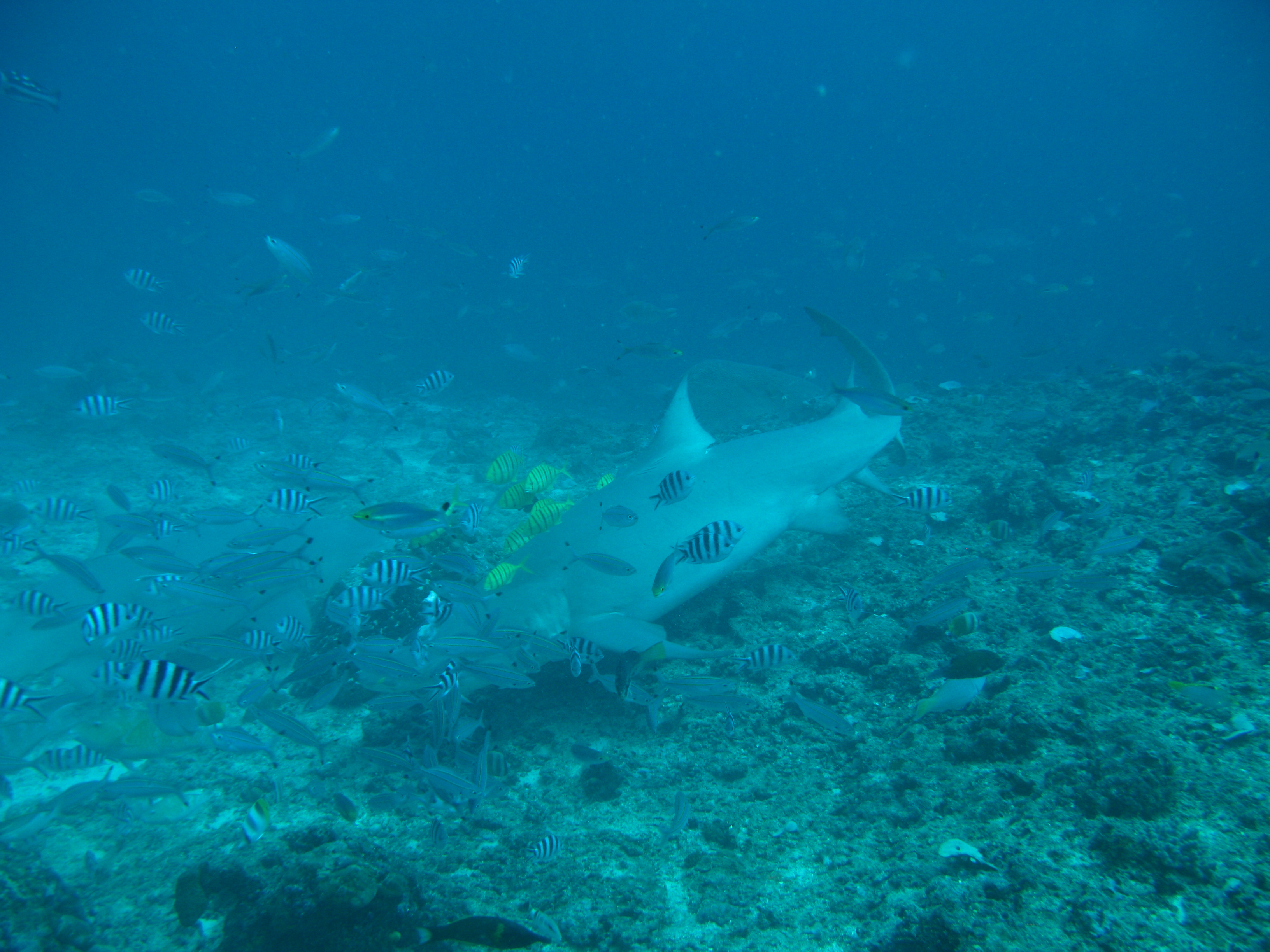 Lemon Shark back for more.