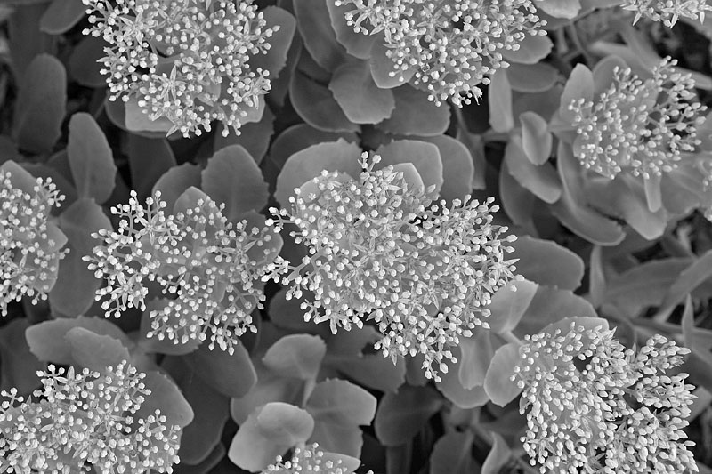 sedum in bloom