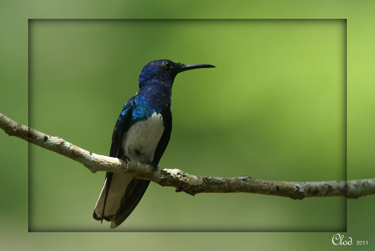 Colibri jacobin - White-necked Jacobin