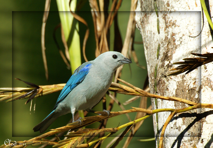 Tangara vque - Blue-gray Tanager