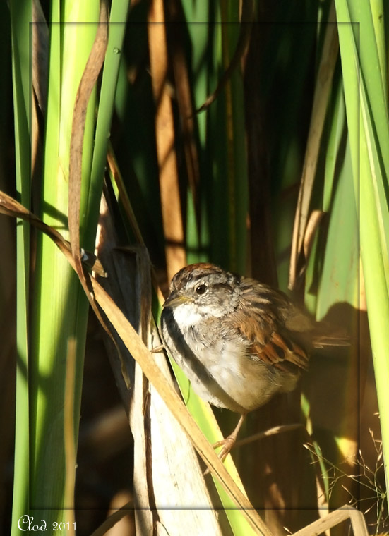 Bruant des marais - Swamp Sparrow