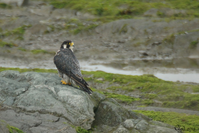 Faucon plerin - Peregrine Falcon