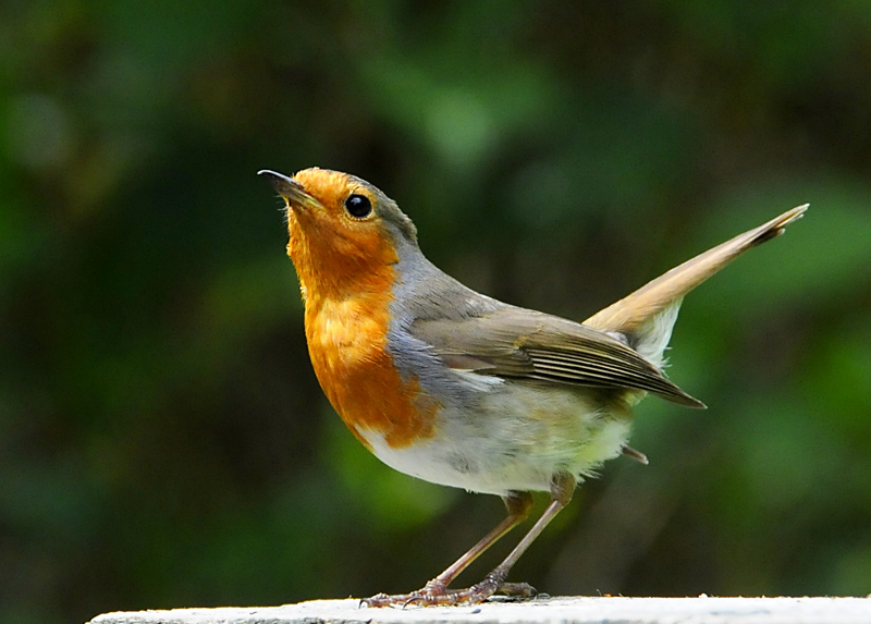 Robin