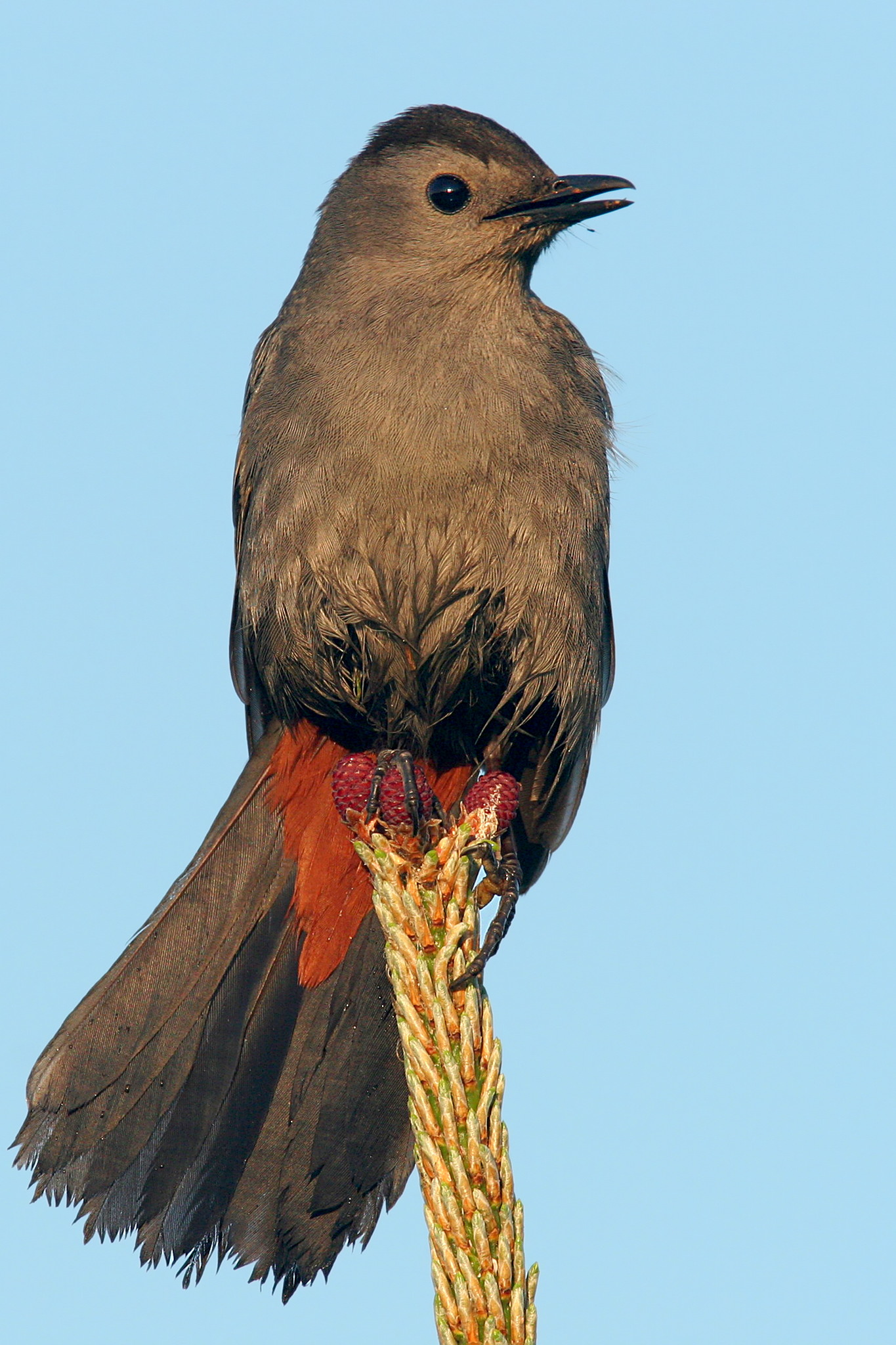 Grey Catbird <i>Dumetella Carolinensis</i>