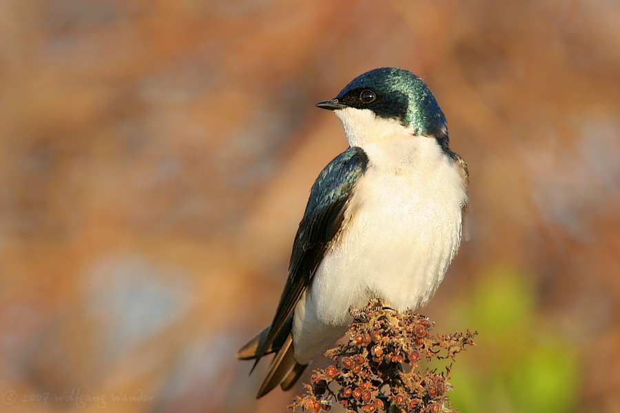 Tree Swallow <i>Tachycineta Bicolor</i>