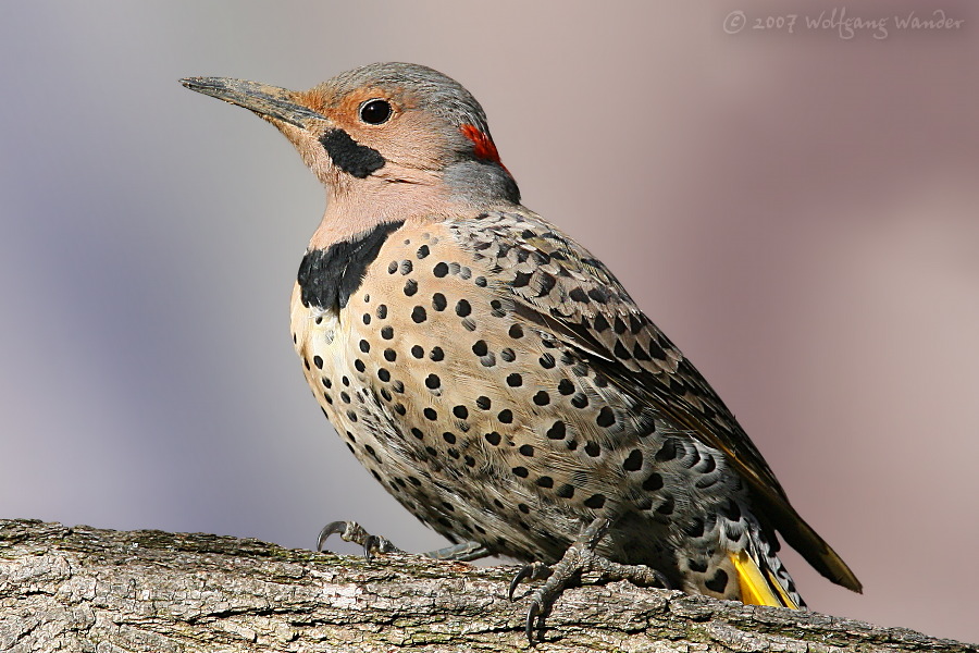 Northern Flicker <i>Colaptes auratus cafer</i> (Red-Shafted)