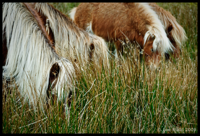 Foraging