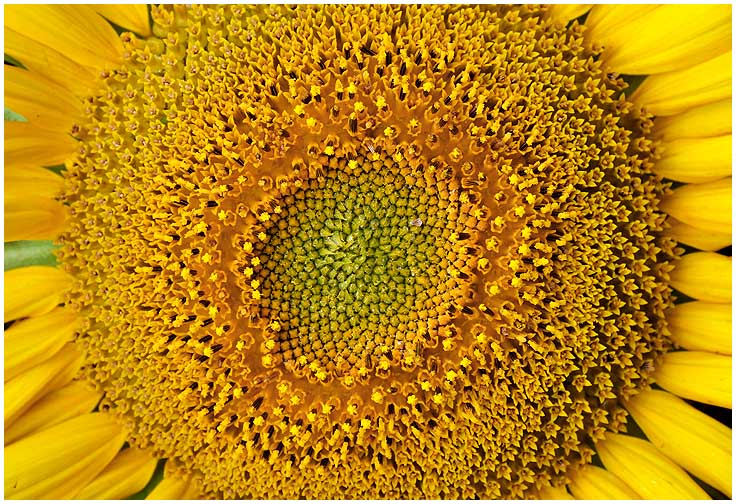 sunflowerHead1.jpg