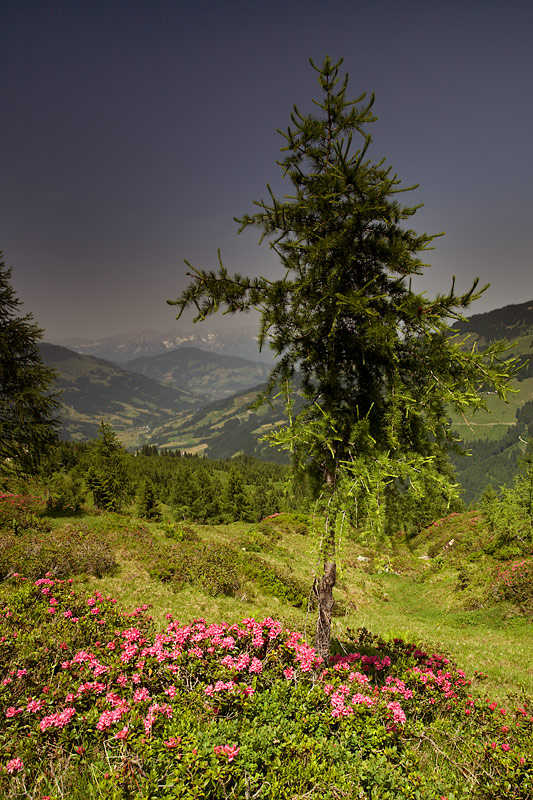 Spiessngel Trek: Tree and Alpine Roses