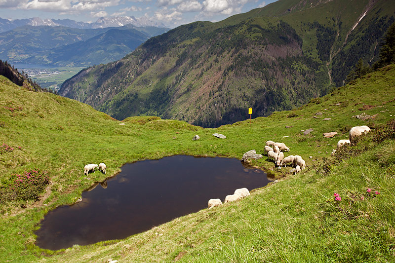 Kitzsteinhorn Mountain: Sheeps and Small Mountain Lake
