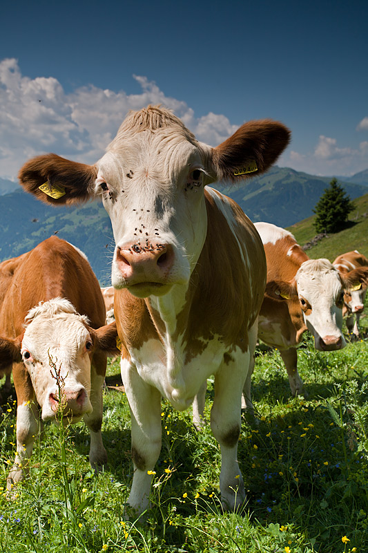Kitzbheler Horn-Aurach Trek:  Cows Portrait