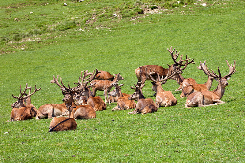Aurach Wildlife Park: Red Deers
