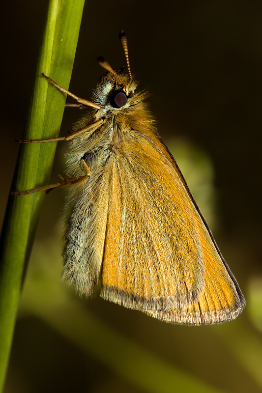 Essex Skipper (thymelicus lineola)
