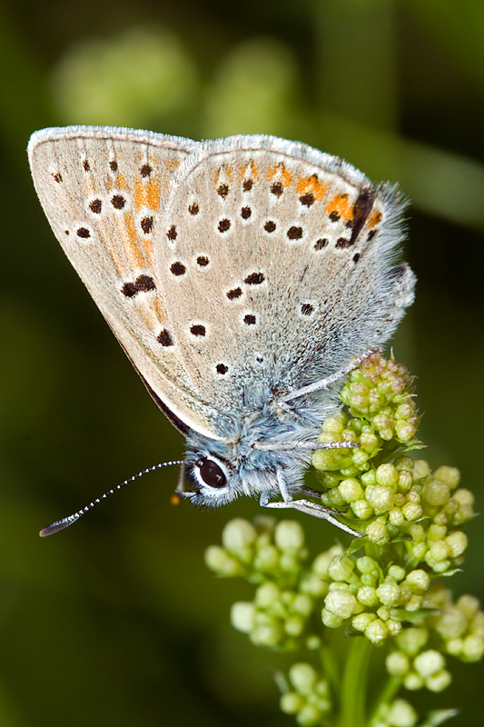 Common Blue (polyommatus icarus)