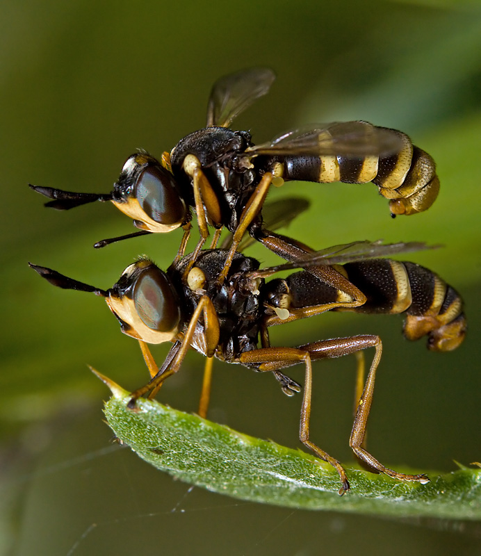 A Conopid Fly / Thick-Headed Fly (conops vesicularis)