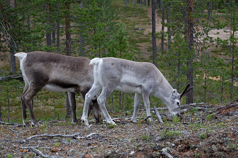 Oulanka National Park: Small Beartrek: Reindeers