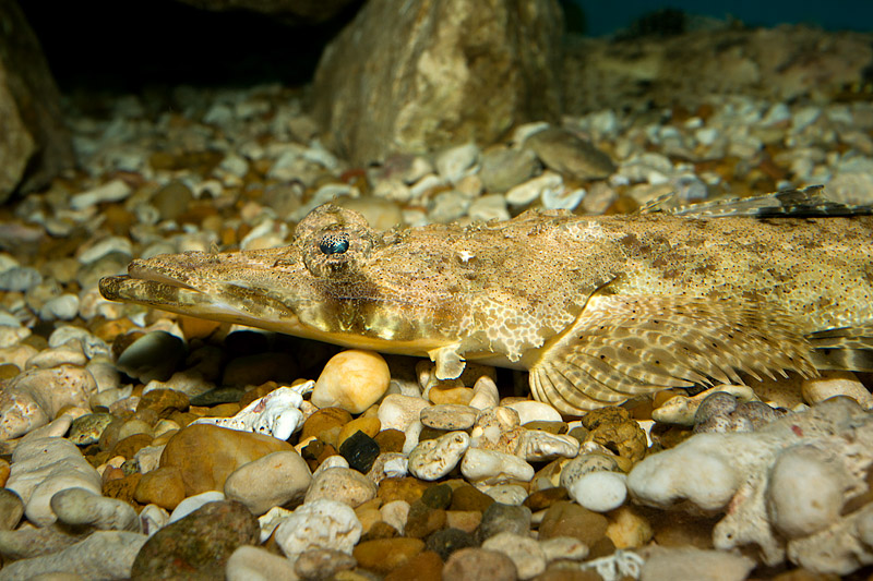 Crocodilefish (papilloculiceps longiceps)