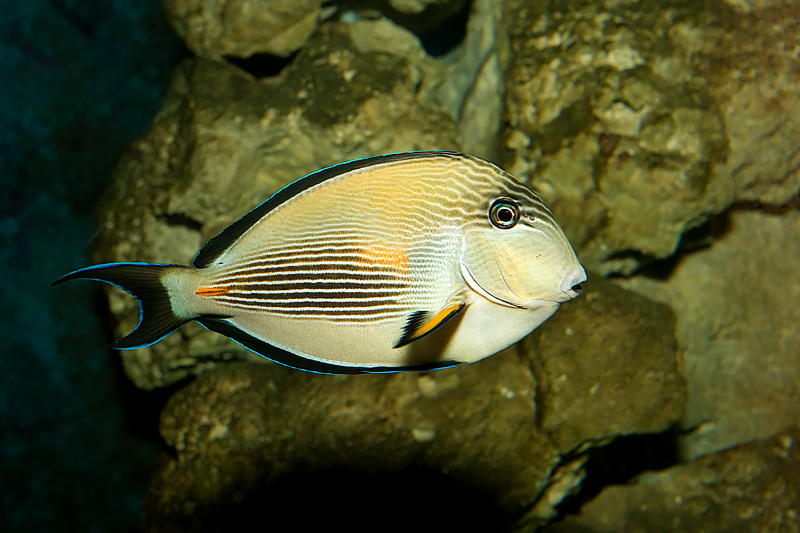 Arabian  Surgeonfish (sohal acanthurus)