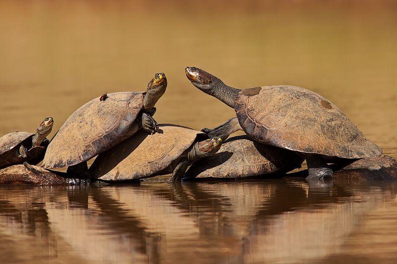 Yellow-Spotted Amazon River Turtles (podocnemis unifilis)
