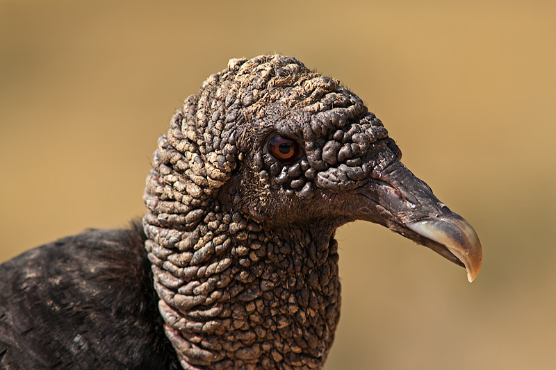 Black Vulture Portrait (coragyps atratus)