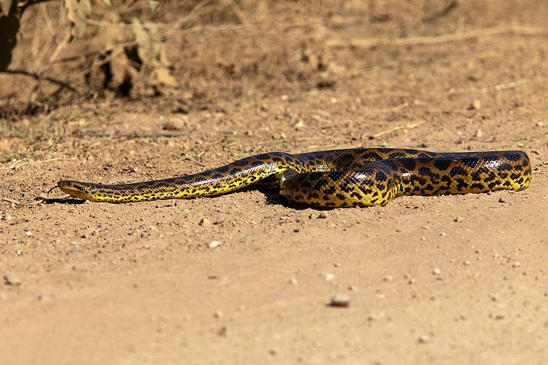 Anaconda Crossing Transpantaneira