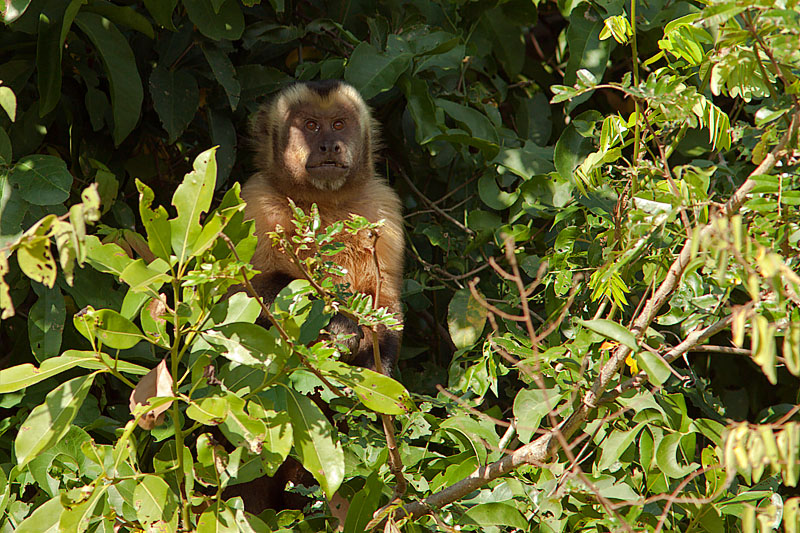 Tufted Capuchin (Brown Capuchin) Monkey (cebus apella)