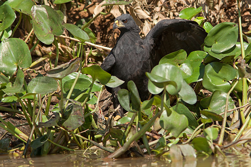 Great Black Hawk with Iguana Victim (buteogallus urubitinga)