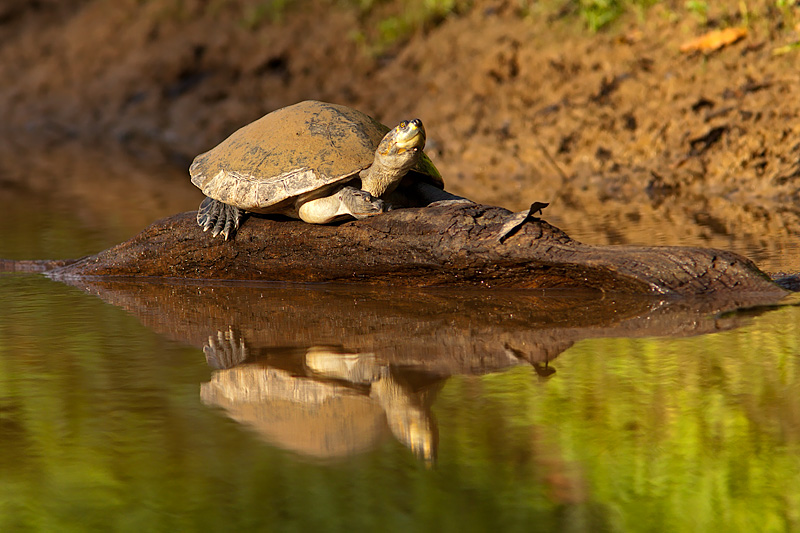 Yellow-Spotted Amazon River Turtle (podocnemis unifilis)