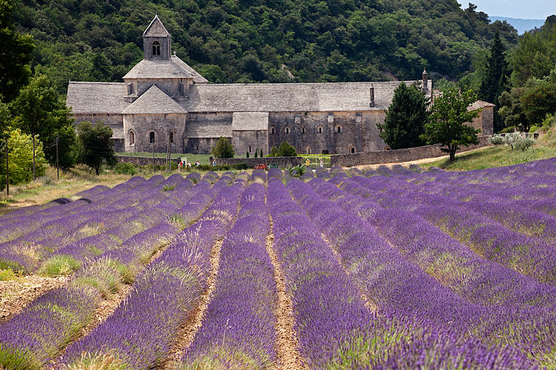 Lavender Fields and Abbey