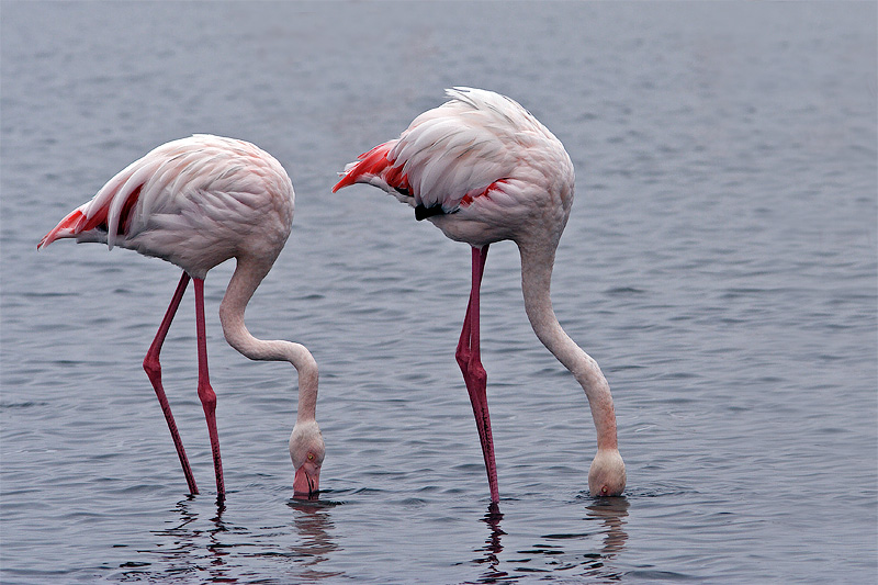 Flamingos Eating