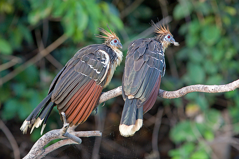 Hoatzins (opisthocomus hoazin)