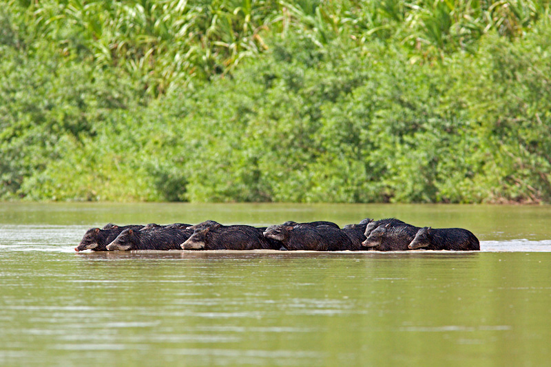 Peccaries Crossing River (collared peccary tayassu pecari tajacu)