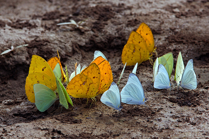 Mineral Junkies (Orange-Barred Sulphur Butterflies)