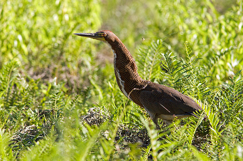 Tiger Heron (rufescent tigrisoma lineatum)