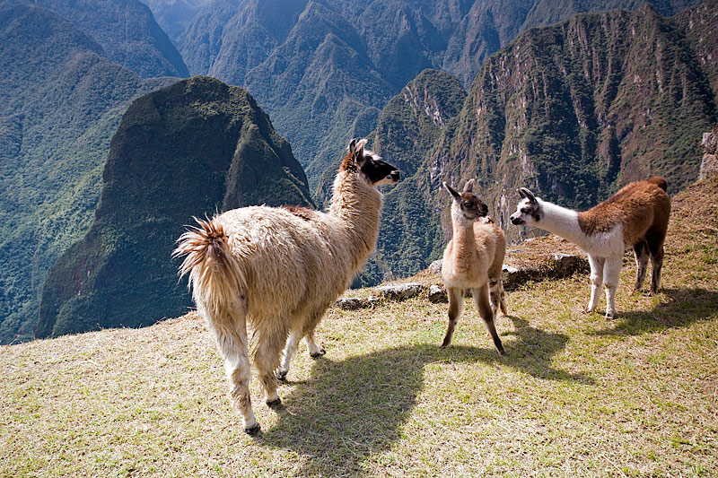 High Mountain Meeting (Llamas)