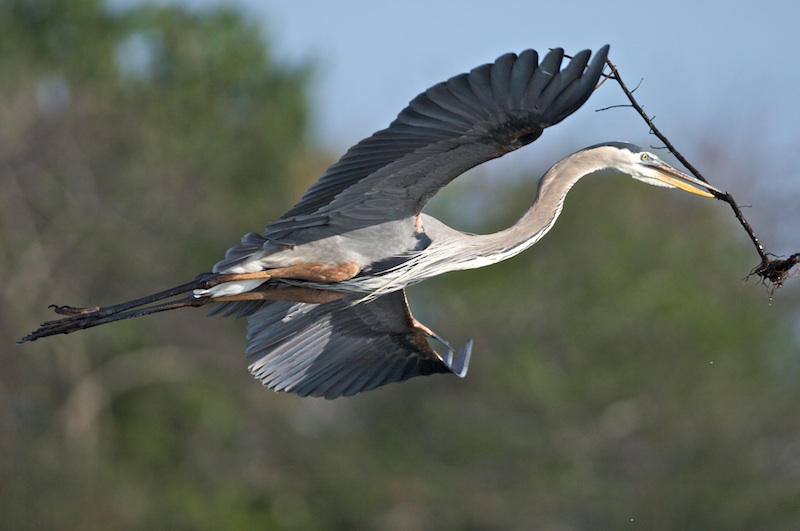 Great Blue Heron with nest material-Wakodahatchee