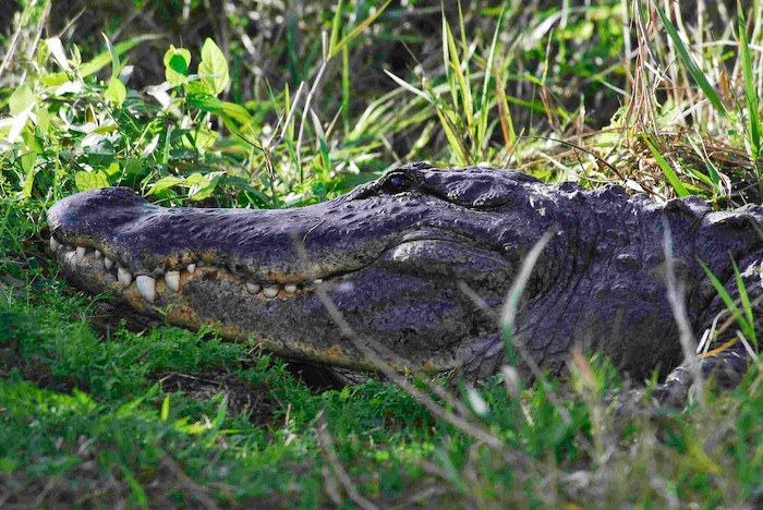 Big Rotenberber Gator