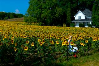 Yellow Fields at Elk River