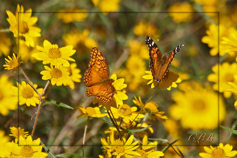 The Lady and The Fritillary